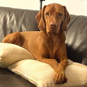 Home Owner wanting sitter in Burleigh, Queensland