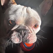 Home Owner wanting sitter in Adelaide , South Australia