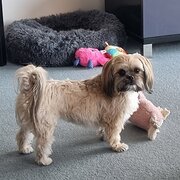 Home Owner wanting sitter in , South Australia