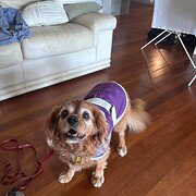 Home Owner wanting sitter in , Queensland