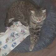 Home Owner wanting sitter in Newcastle, New South Wales