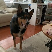 Home Owner wanting sitter in , New South Wales