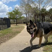 House Sitter - Reliable & Experienced Pet Sit