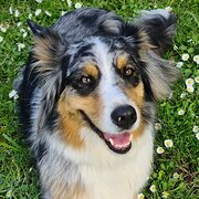 Home Owner wanting sitter in , Victoria