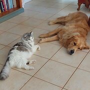 Home Owner wanting sitter in Perth, Western Australia