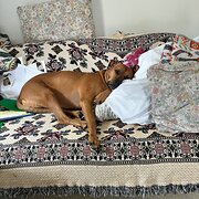 Home Owner wanting sitter in Darwin, Northern Territory