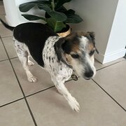 Home Owner wanting sitter in , Queensland