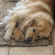 Home Owner wanting sitter in , New South Wales