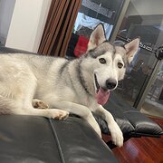 Home Owner wanting sitter in , South Australia