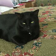 Home Owner wanting sitter in Ballina, New South Wales