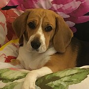 Home Owner wanting sitter in Sydney, New South Wales