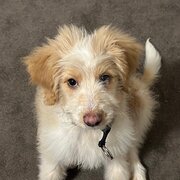 Home Owner wanting sitter in Adelaide, South Australia