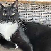 Home Owner wanting sitter in Gold Coast, Queensland