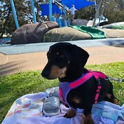 Home Owner wanting sitter in , Queensland