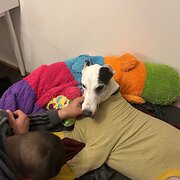 Home Owner wanting sitter in Melbourne , Victoria