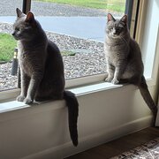 Home Owner wanting sitter in Bundaberg, Queensland