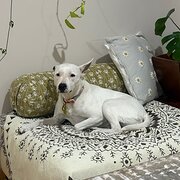 Home Owner wanting sitter in , Western Australia