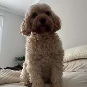 House Sitter - Responsible House Sitter & Animal Lover