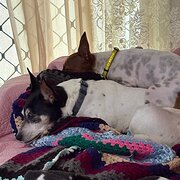 Home Owner wanting sitter in , Queensland