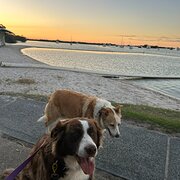 Home Owner wanting sitter in Brisbane / Gold Coast, Queensland