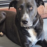 Home Owner wanting sitter in central coast , New South Wales