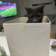 Home Owner wanting sitter in Brisbane, Queensland