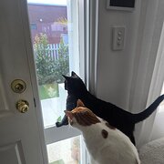 Home Owner wanting sitter in , Western Australia