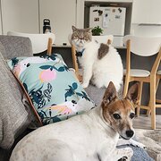 Home Owner wanting sitter in Sunshine Coast , Queensland