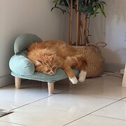 Home Owner wanting sitter in Gold Coast , Queensland