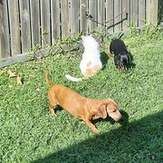 Home Owner wanting sitter in Brisbane , Queensland