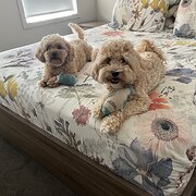 Home Owner wanting sitter in Adelaide, South Australia