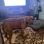 Home Owner wanting sitter in , Queensland