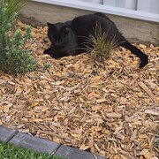 Home Owner wanting sitter in Forster, New South Wales