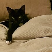 Home Owner wanting sitter in Sydney , New South Wales