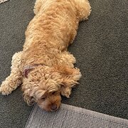 Home Owner wanting sitter in , Queensland