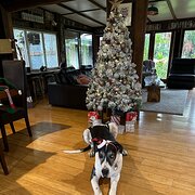 Home Owner wanting sitter in Pomona , Queensland