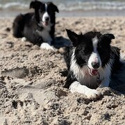 Home Owner wanting sitter in Mornington, Victoria