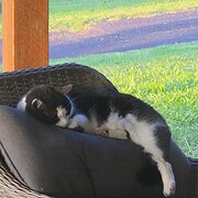Home Owner wanting sitter in , New South Wales