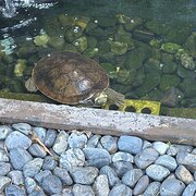 Home Owner wanting sitter in Cairns, Queensland