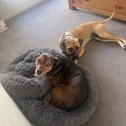 Home Owner wanting sitter in , Queensland