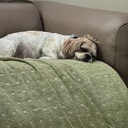 Home Owner wanting sitter in Perth, Western Australia