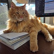 Home Owner wanting sitter in , Tasmania
