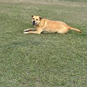 Home Owner wanting sitter in , Queensland