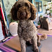 Home Owner wanting sitter in , Western Australia