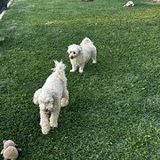 Home Owner wanting sitter in , Queensland