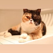 Home Owner wanting sitter in TOOWOOMBA, Queensland