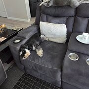 Home Owner wanting sitter in , New South Wales