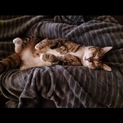 Home Owner wanting sitter in , Queensland