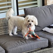 Home Owner wanting sitter in Brisbane, Queensland