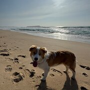 Home Owner wanting sitter in Wollongong, New South Wales